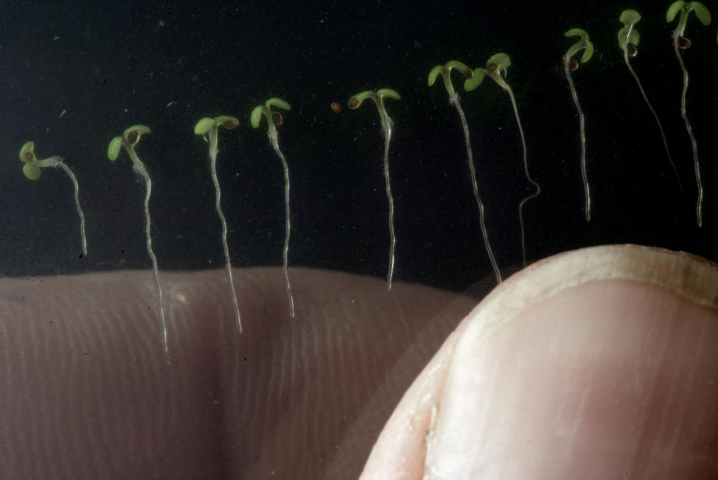 <i>Arabidopsis thaliana</i> Seedlings