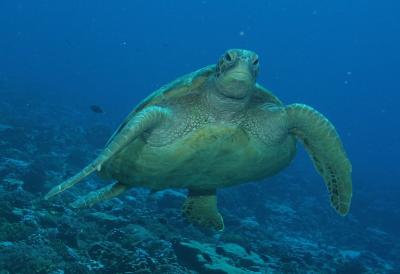 Green Sea Turtle