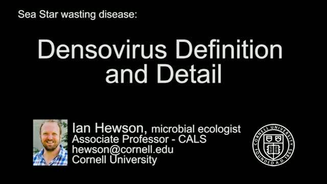 Densovirus: Definition and Details