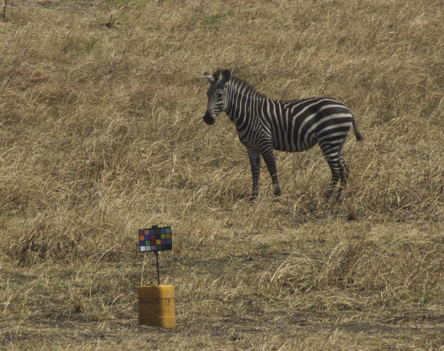 Zebra In Grassy Plains Looks At Equipment With Color Chart