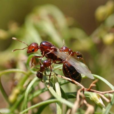 Queen and Worker Fire Ants