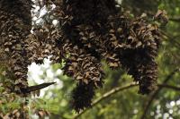 Drop in Florida's Monarchs Parallel Decline in Mexico