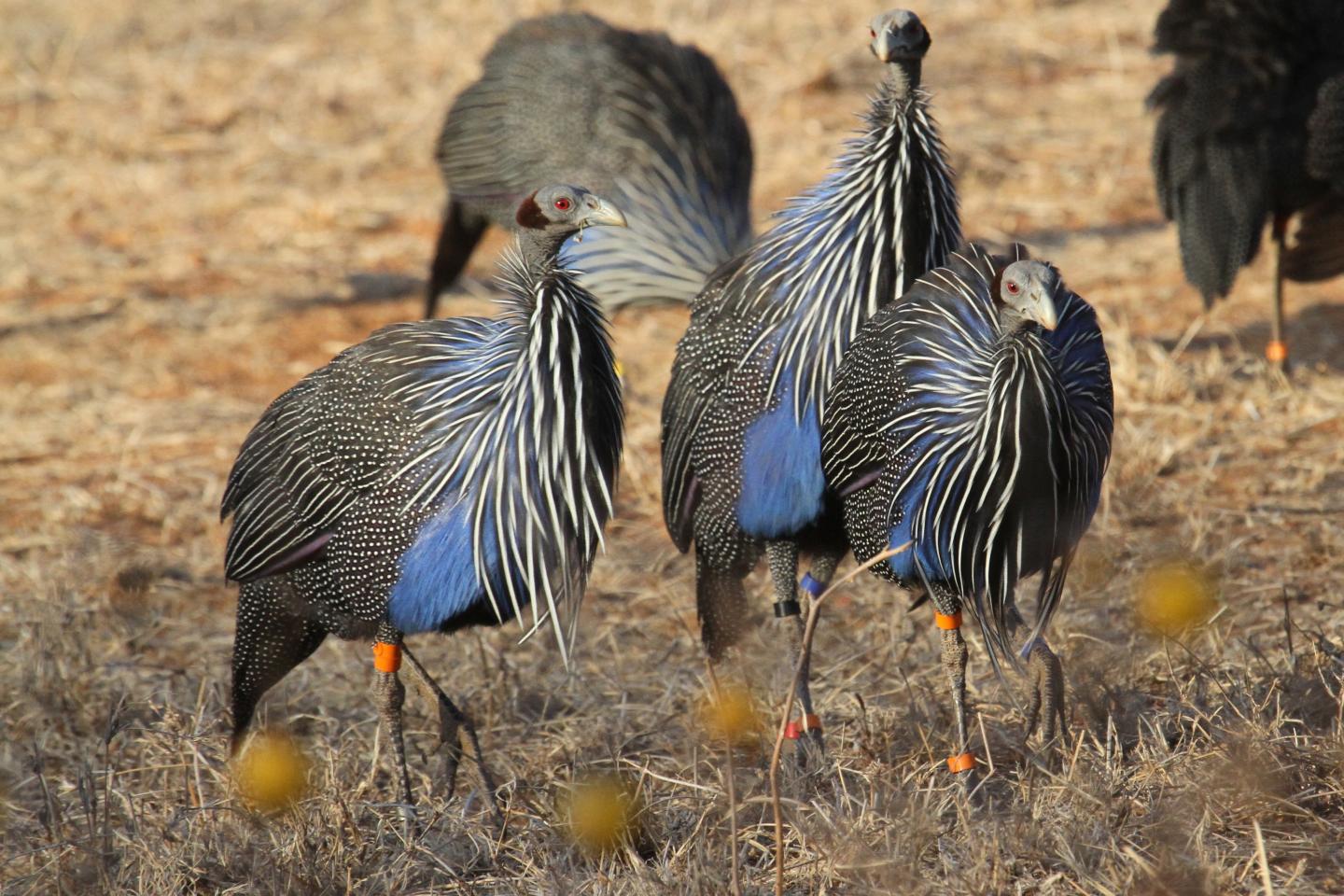 Vulturine guineafowl