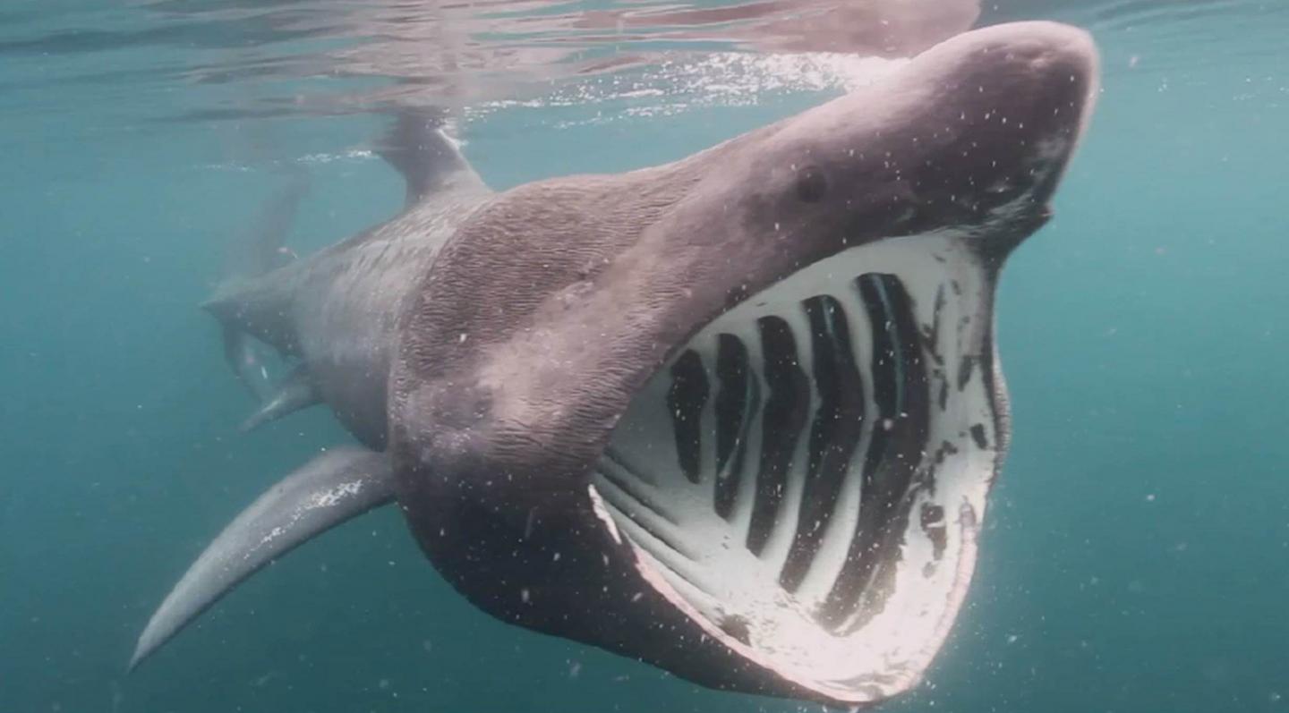 Basking sharks exhibit different diving behav | EurekAlert!