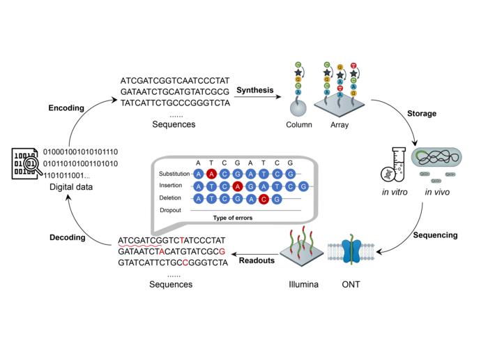 Overview of DNA digital storage and its high error rates.