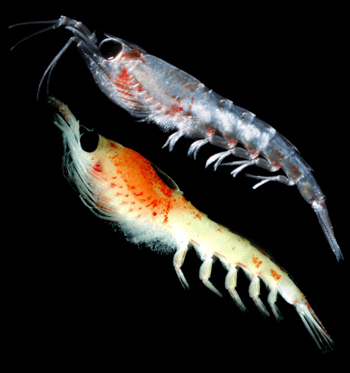Krill [IMAGE] | EurekAlert! Science News Releases