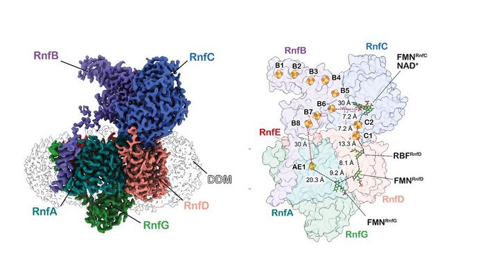 Rnf complex