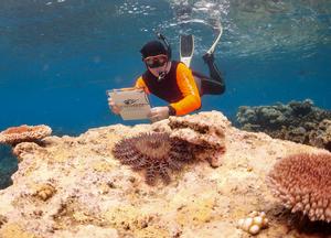 Protecting Great Barrier Reef resilience through effective management of crown-of-thorns starfish outbreaks