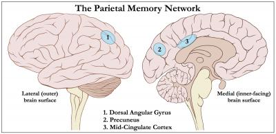 Parietal Memory Network