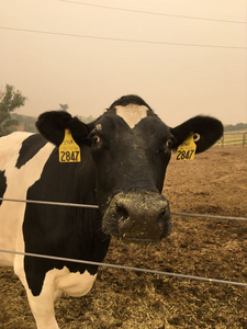 Wildfire smoke exposure negatively impacts dairy cow health