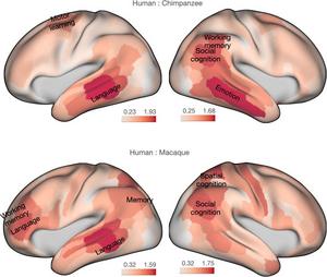 Comparing the human brain to chimpanzee and macaque brains