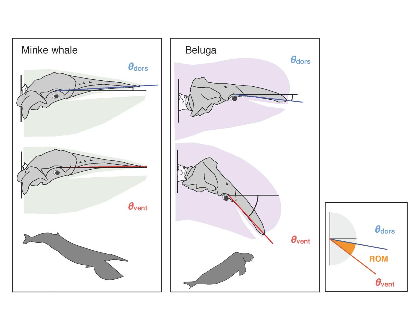 The Range of Atlanto-Occipital Joint Angle (1 of 2)