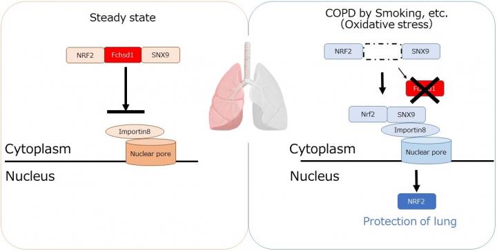 Novel regulation mechanism of oxidative stress response by Fchsd1