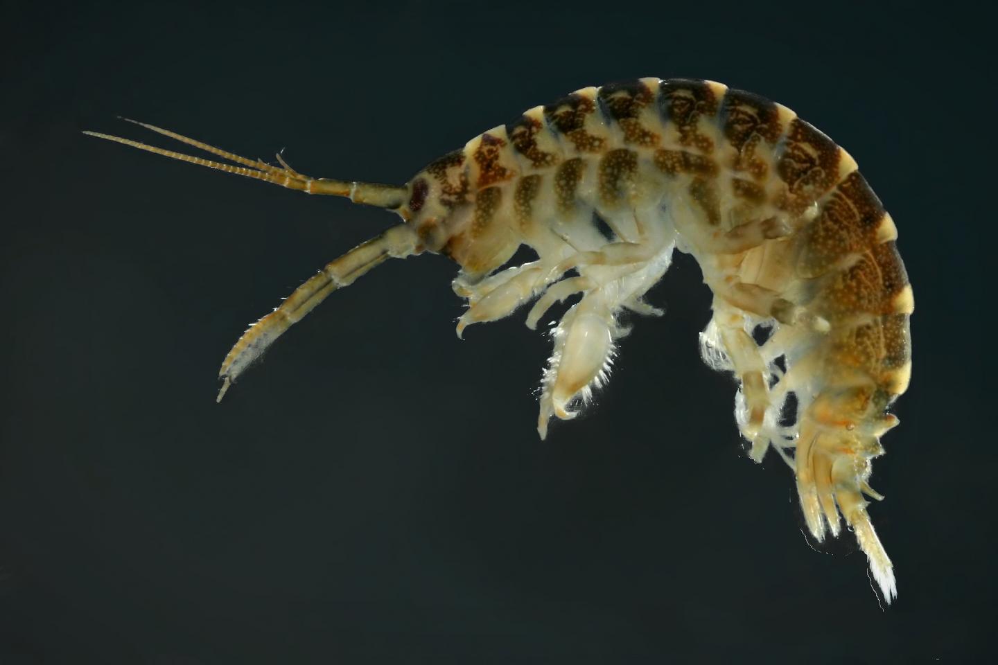 <em>Dikerogammarus villosus</em>