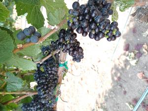 Grapes with coating