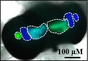 Squid Light Organ with Fluorescently Labeled Bacteria