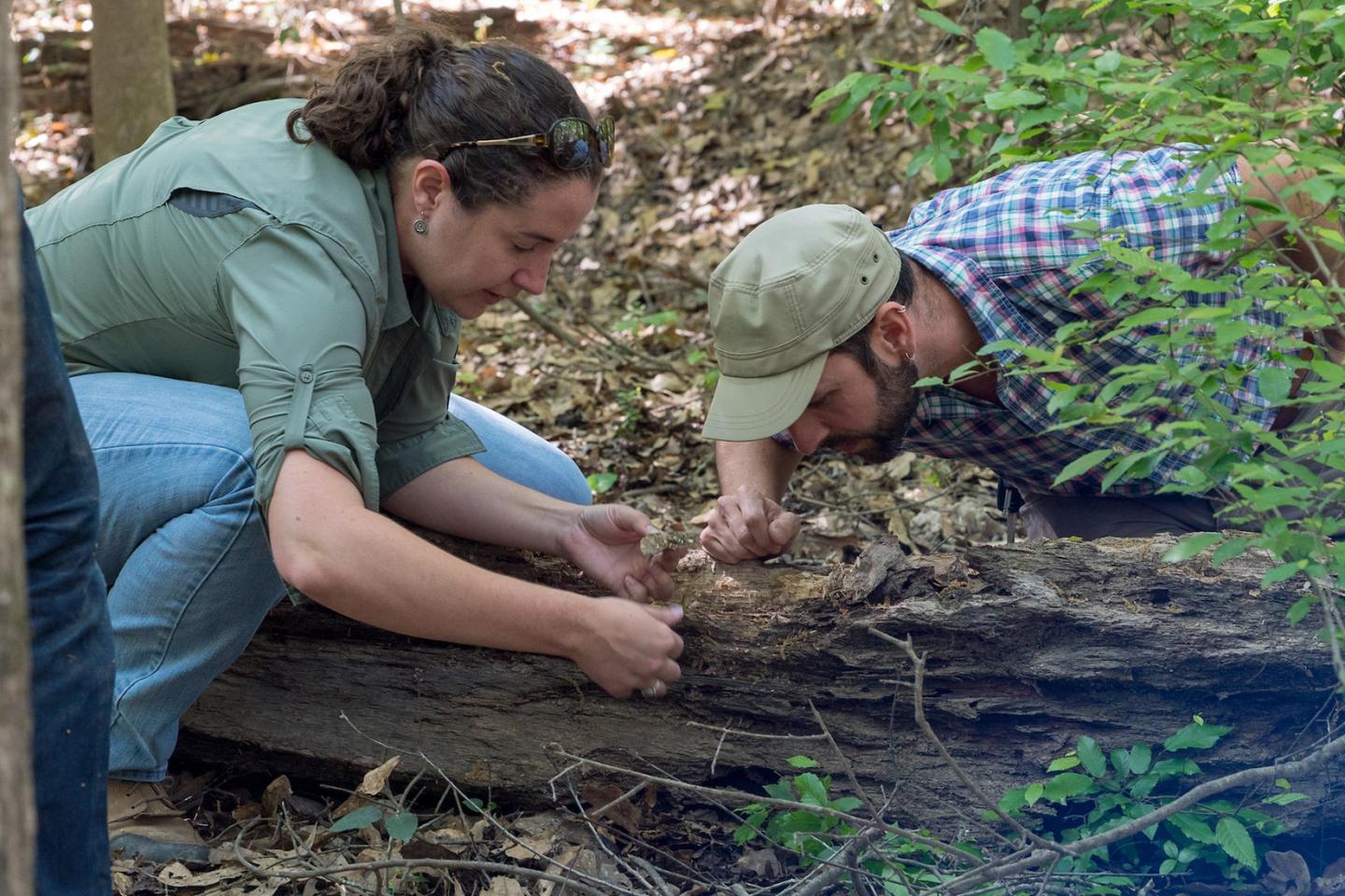 Rice Ecologists Study Ants after Harvey