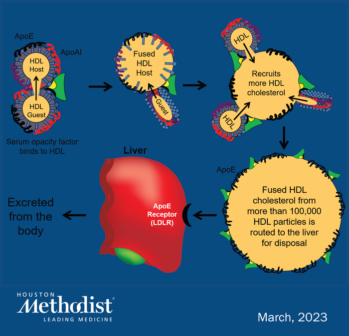 Houston Methodist scientists reversed infertility in sterile mice by reducing HDL cholesterol with serum opacity factor bacterial protein