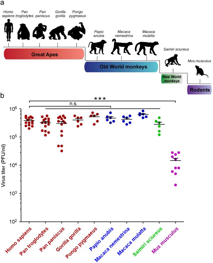 Princeton Researchers Investigate ZIKA Susceptibility in Humans, Primates, Mice
