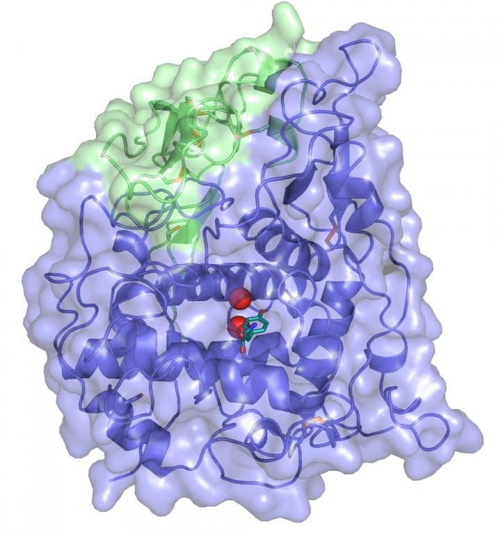 Crystal Structure of TYRP1