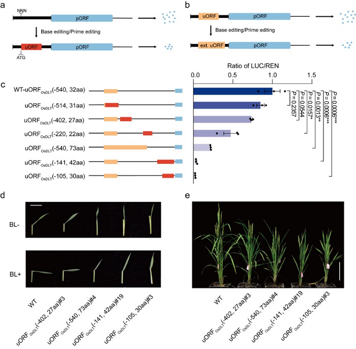 Breeding plants with a predicted phenotype by engineering uORFs