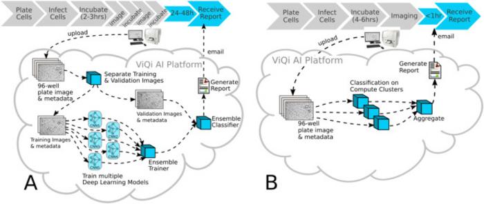 A rapid, high-throughput, viral infectivity assay using automated brightfield microscopy with machine learning