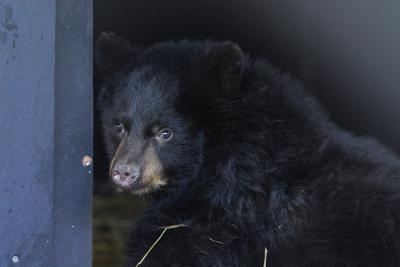 During Hibernation, Bear Metabolism Hits New Low (12 of 12)