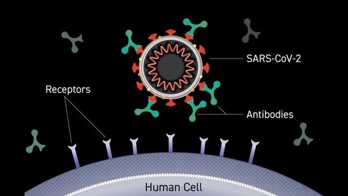 Antibodies binding to the surface spike proteins of SARS-CoV-2