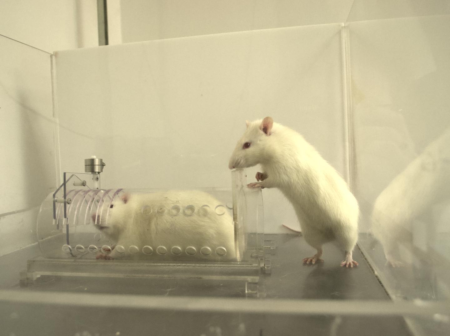 Empathy in rats