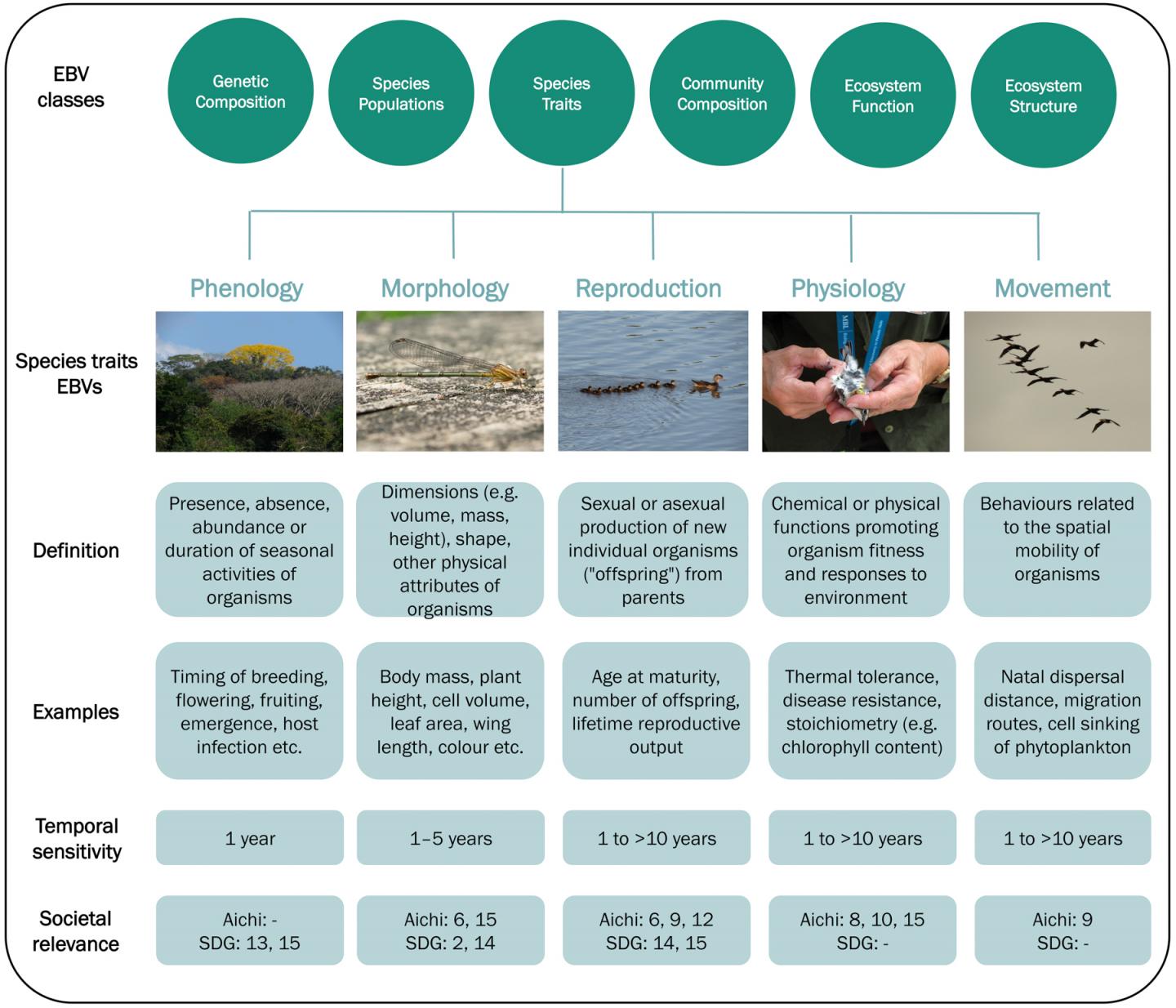 Refining Ways of Measuring Biodiversity to Meet Policy Goals