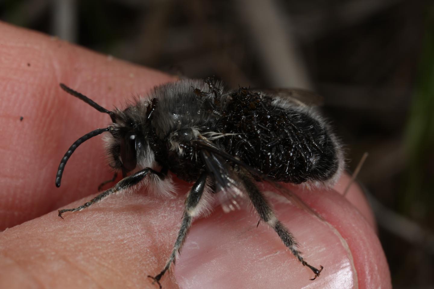 H. Miserabilis with Larvae
