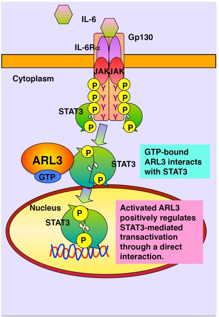 Signaling Cascade for STAT3 Activation