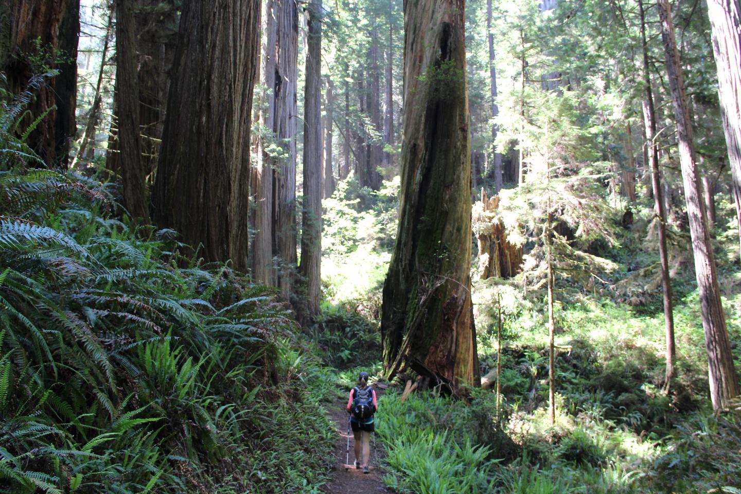 Redwoods Ecotourism