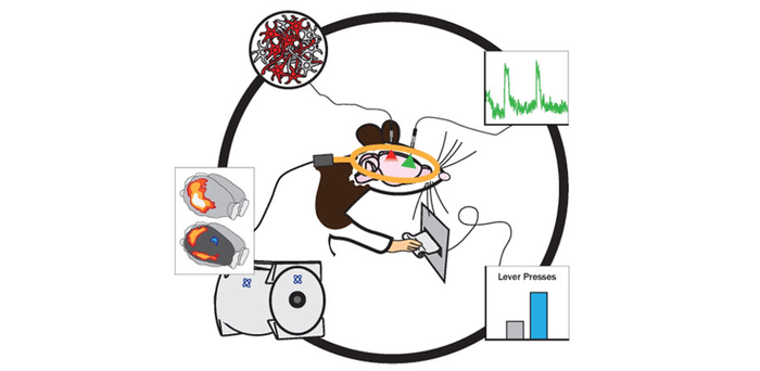 Opto–fMRI allows correlation of behavior with simultaneous manipulation and monitoring living brain activity in rats at both microscopic and macroscopic levels.