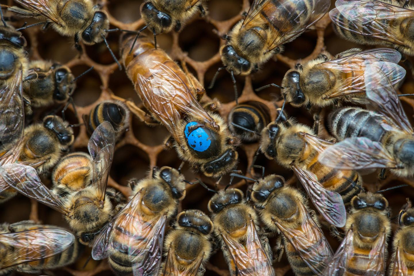A Two-Step Path to Shrinking Worker Bee Gonads