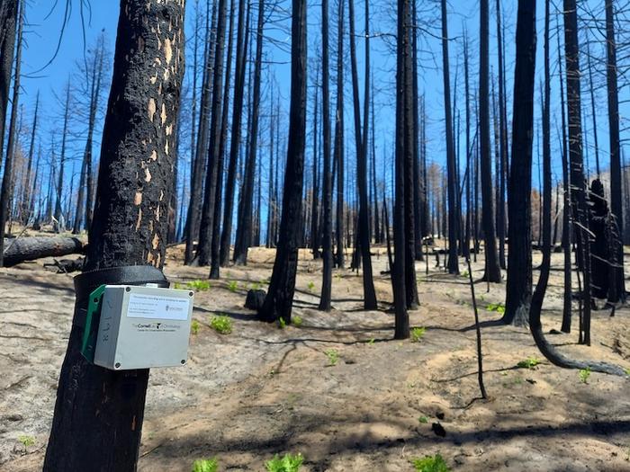 Swift recording unit in a burned forest by Kristin Brunk