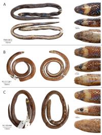 Examples of the Waray Dwarf Burrowing Snake