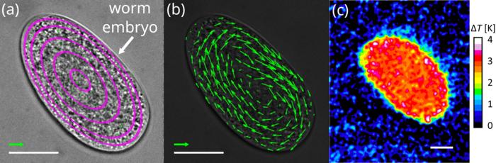 ISO-FLUCS induces in vivo intracellular streaming in C. elegans with even temperature distribution.