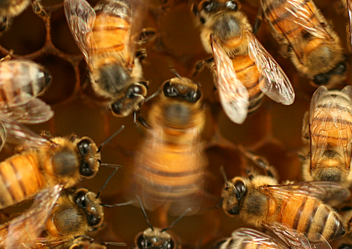 Honey Bee Waggle