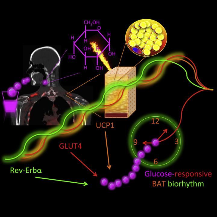 Glucose Use by Brown Fat in Circadian Manner