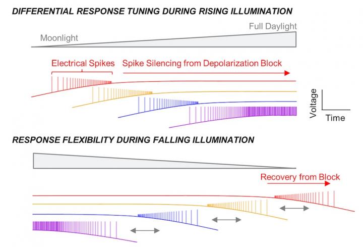 Tag Teaming to Relay Light Information