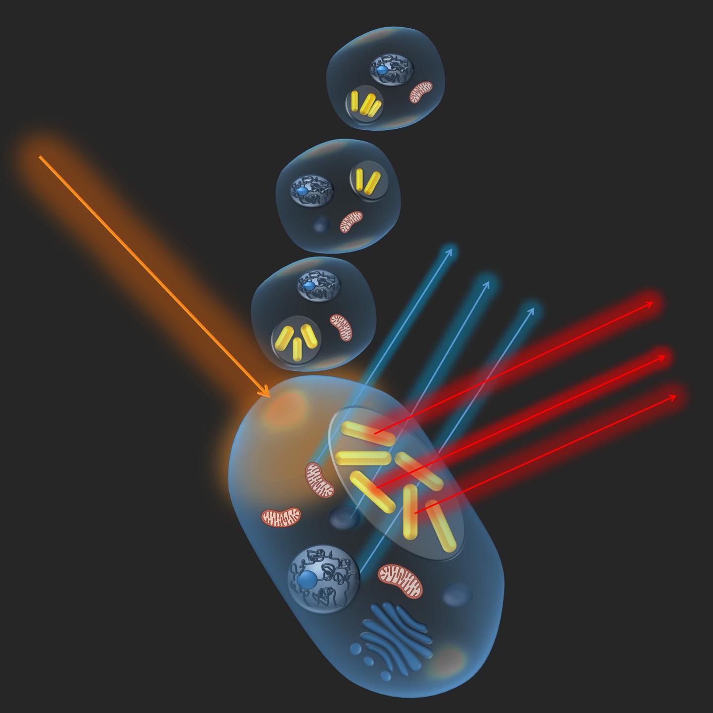 Researchers Use Gold Nanorod Scattering to Identify Immune System's 'Killer and Savior'