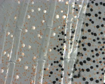 Zebrafish Pigment Cells