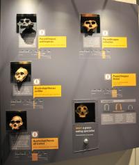 Early Human Skull Casts