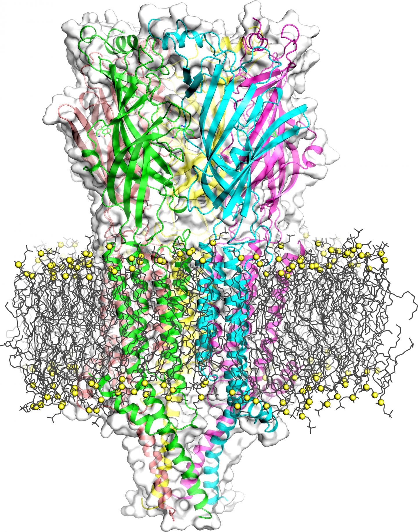 3-D Structure of 5-HT3 Receptor