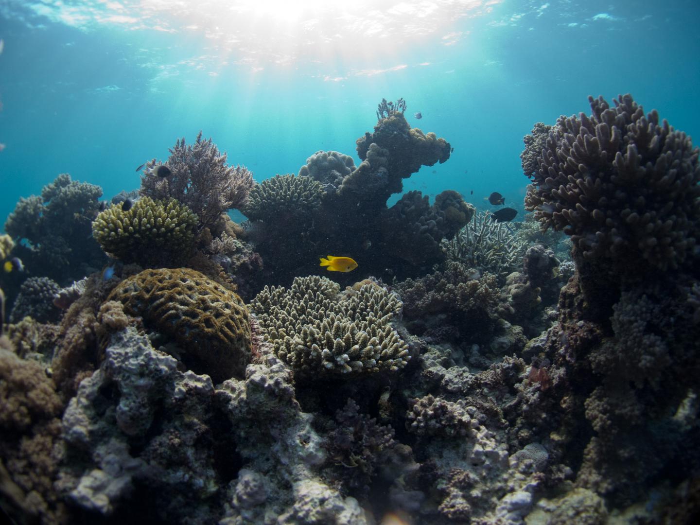 Coral Reef in Mozambique Channel