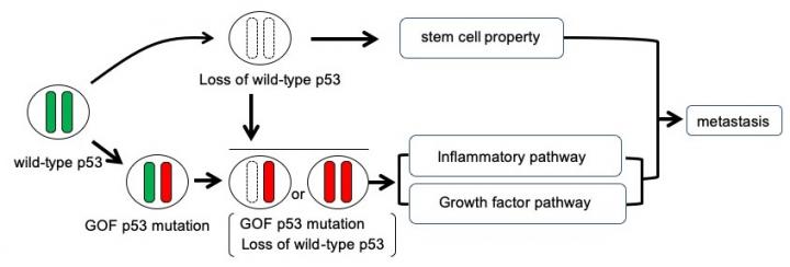 Schematic Illustration