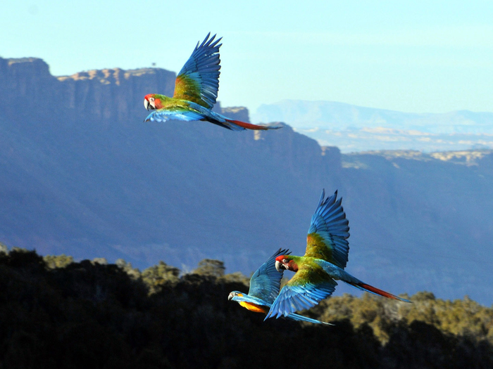 free-flight macaws