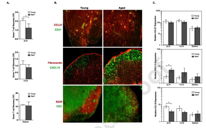 Figure 1: Dysregulated Chemokine Expression is Associated with Diminished T Cell Homing to Aged LNs