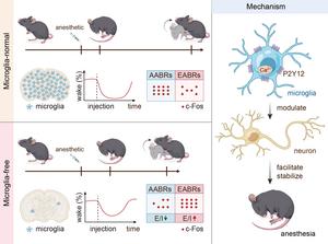 Schematic summary of this study.